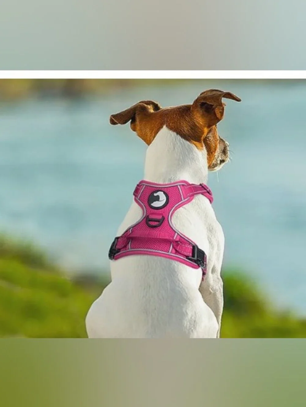 Joytale Dog 🐶 Pink Harness Adjustable Strap Size M
